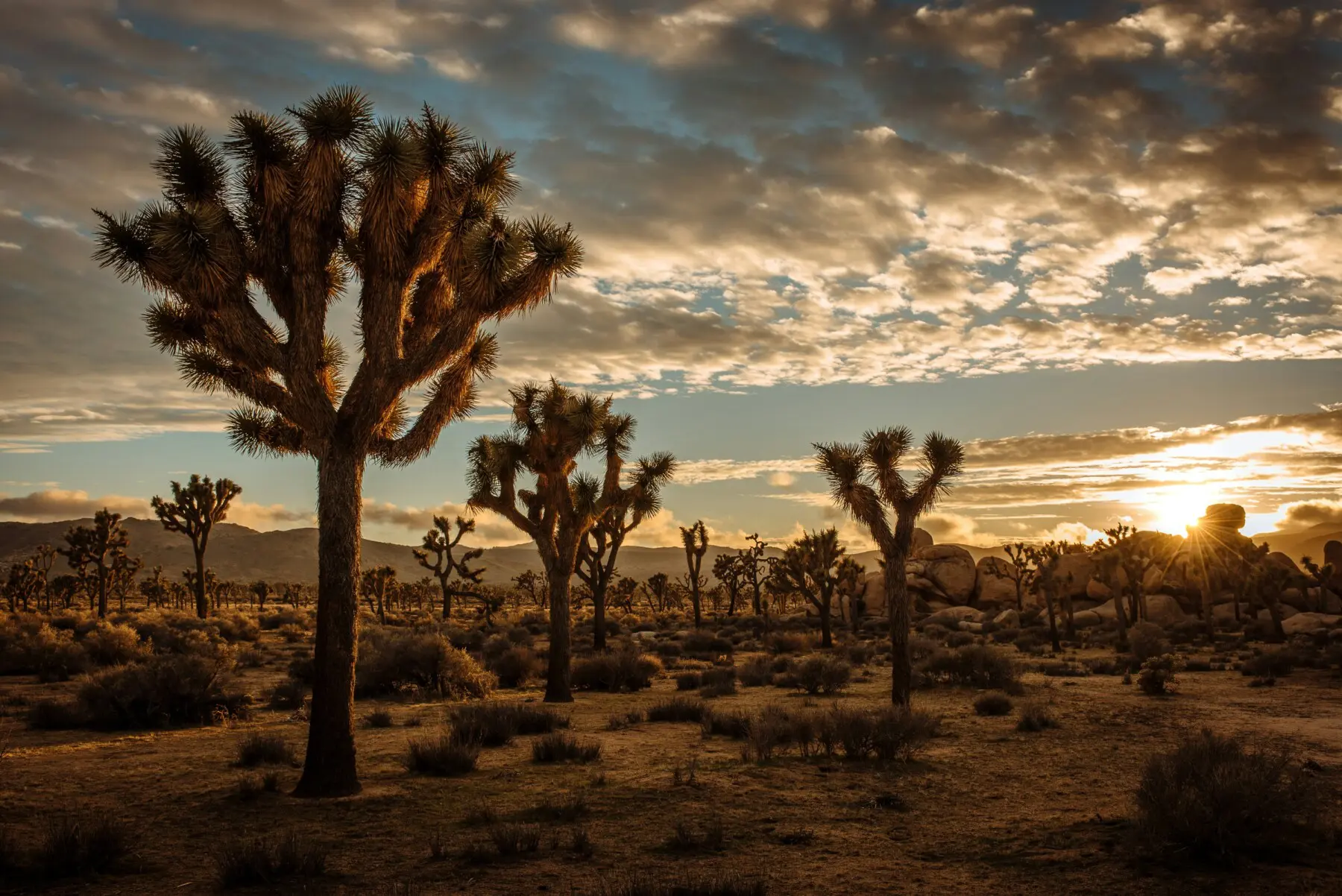 wheelchair accessible things to do in Coachella Valley