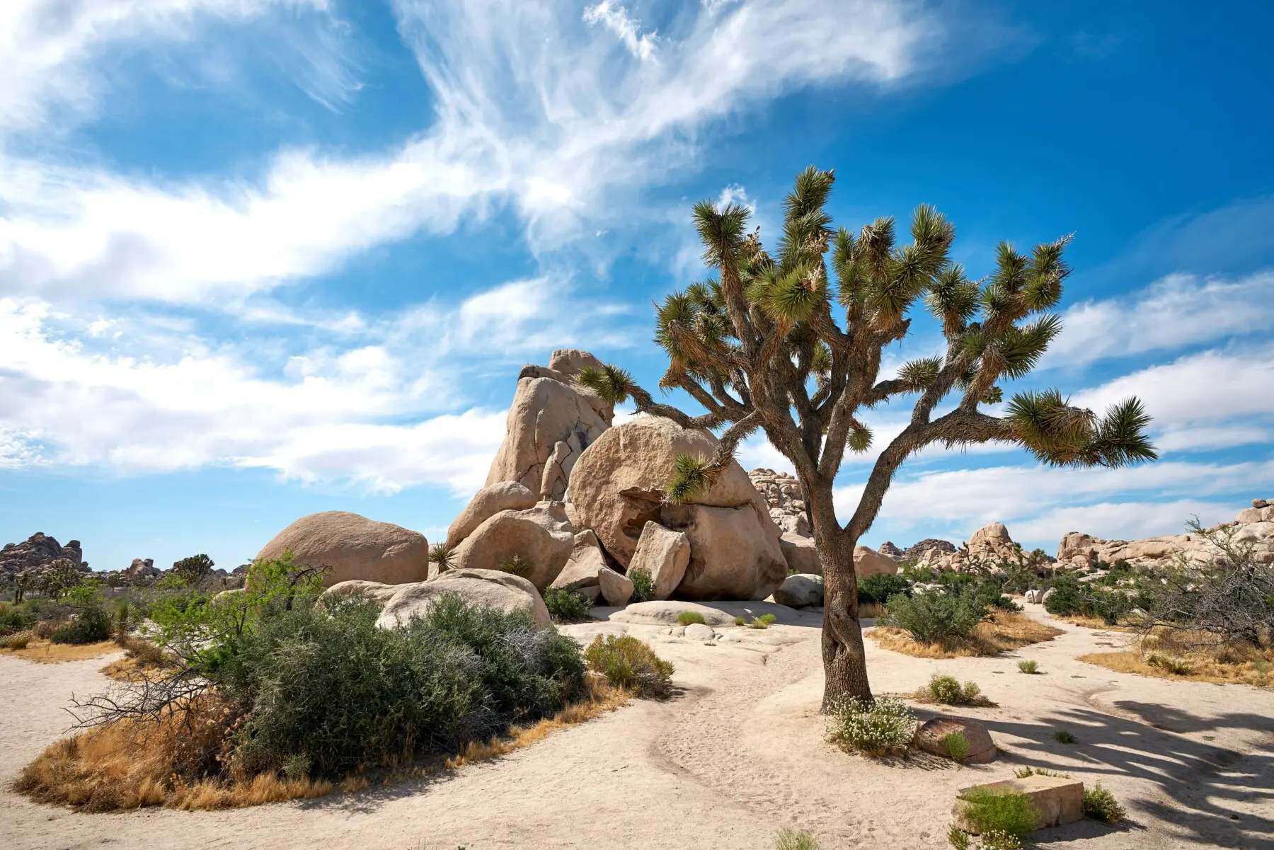 Palm Springs to Joshua Tree day trip — Joshua Tree National Park landscape view