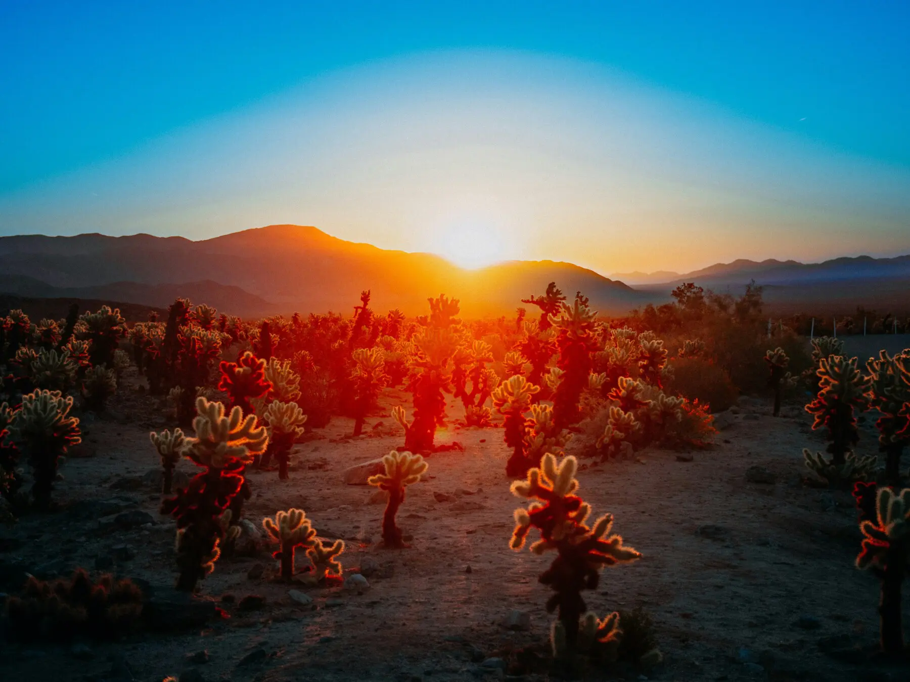 Cholla Cactus Garden at sunrise on a Palm Springs to Joshua Tree day trip itinerary