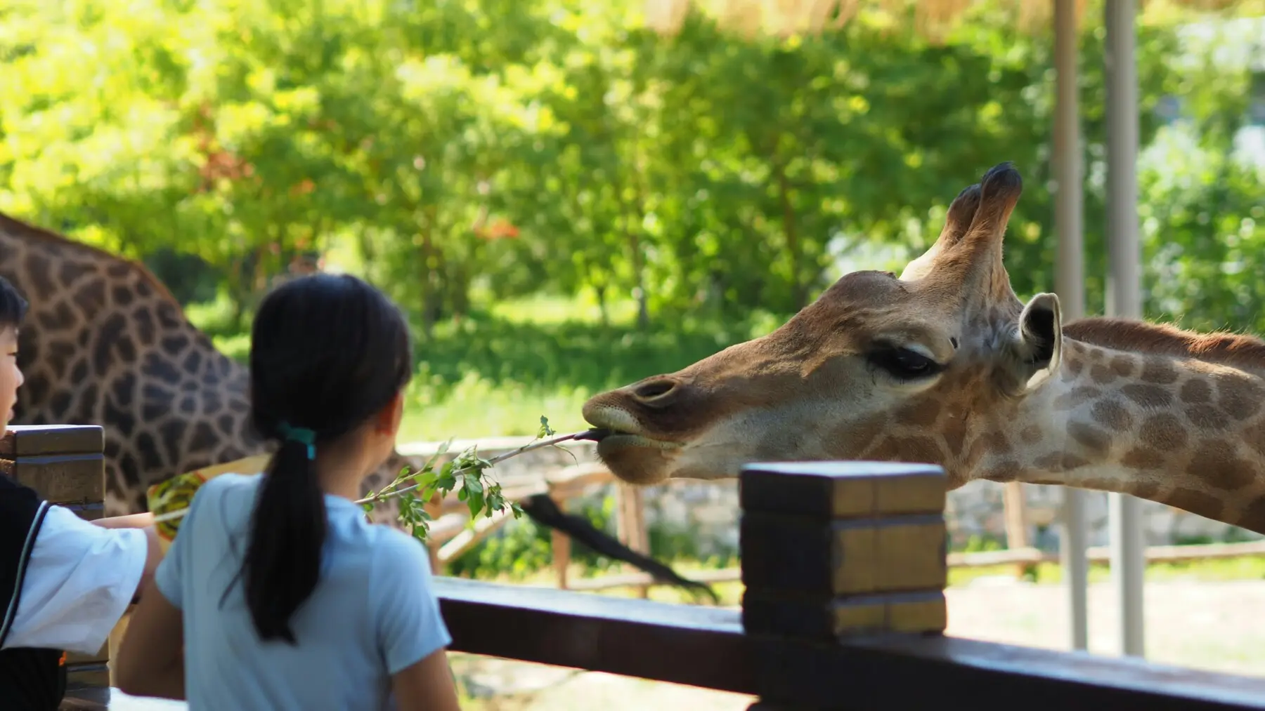 Feeding giraffes at the Living Desert Zoo — family things to do near Indio CA