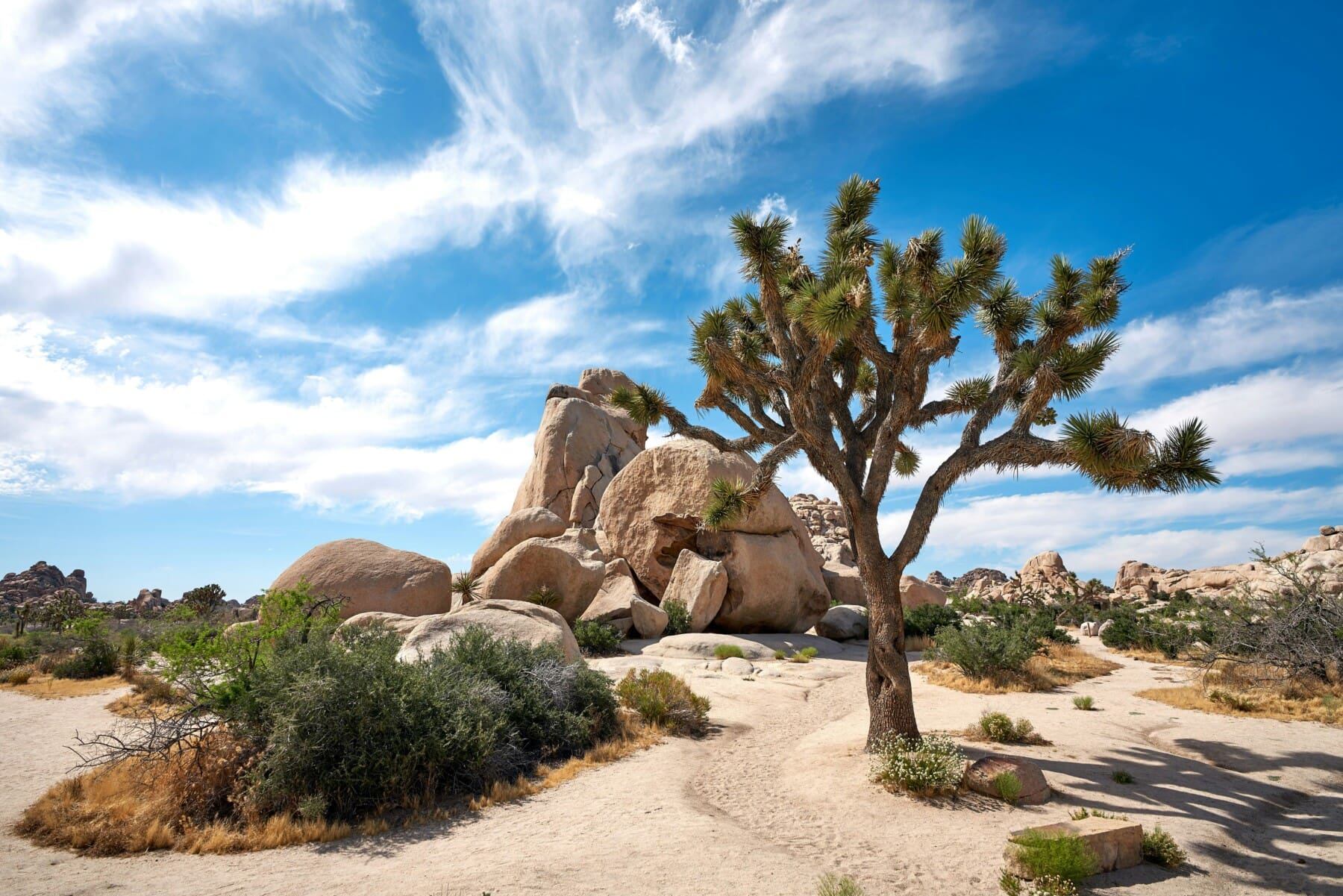 Joshua tree day 1 Palm Springs to Joshua Tree day trip — Joshua Tree National Park landscape view