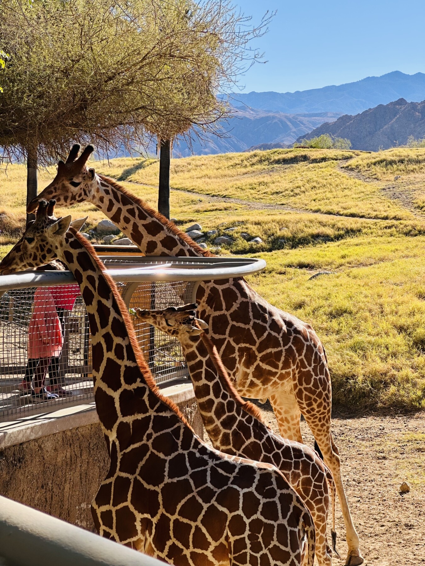 Children feeding the giraffes at The Living Desert Zoo in Palm Desert