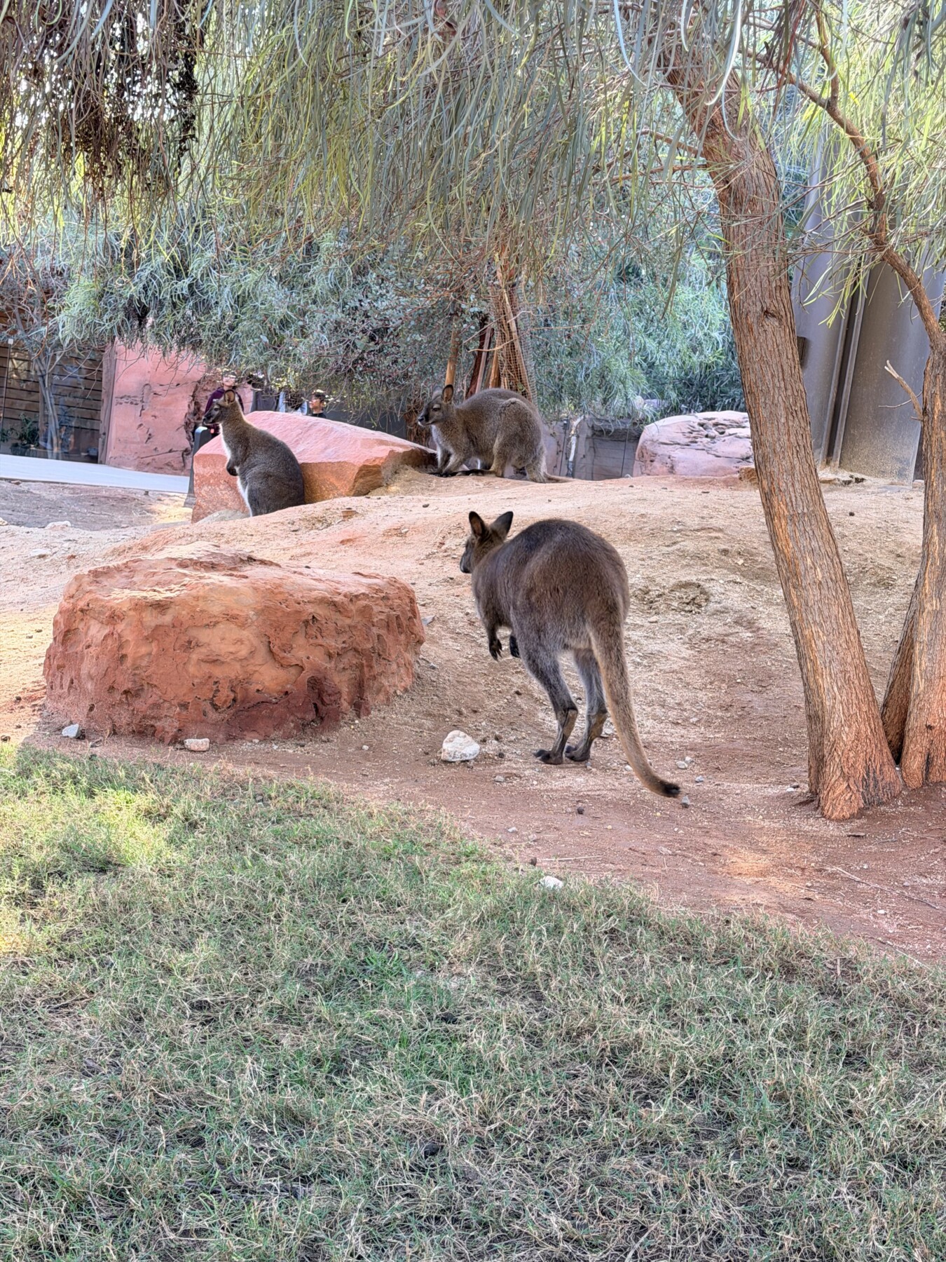 Kangaroos and wallabies in the walkabout habitat at The Living Desert Zoo